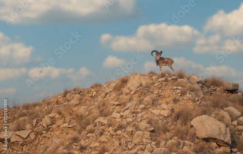 Obraz na płótnie Wild Mountain Goat on Rocky Hilltop, Cloudy Sky w salonie