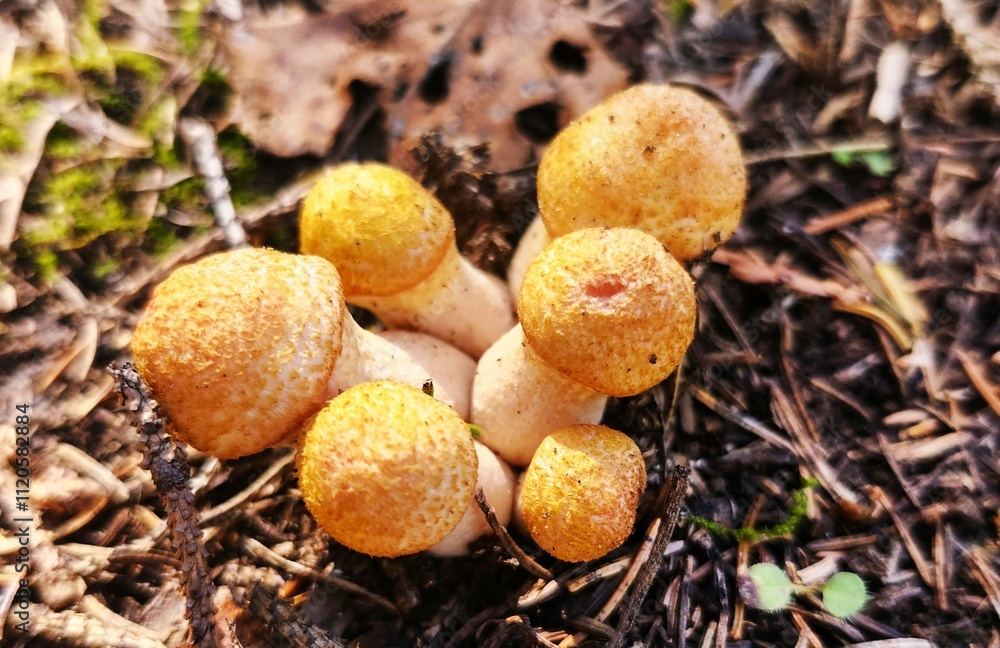 mushrooms in the forest mushrooms in the forest