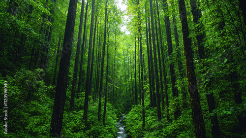 Genius loci, A lush forest scene with tall trees and vibrant greenery, creating a serene atmosphere and a winding path through nature.