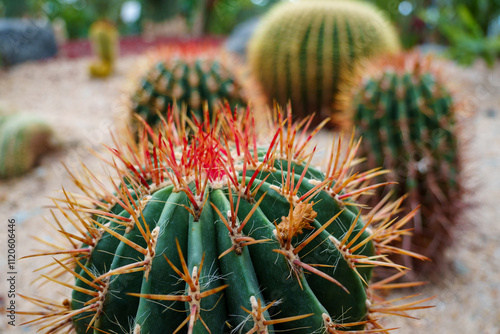 Close-up photo of Echinocactus grusonii Hildm with pink thorns. photo