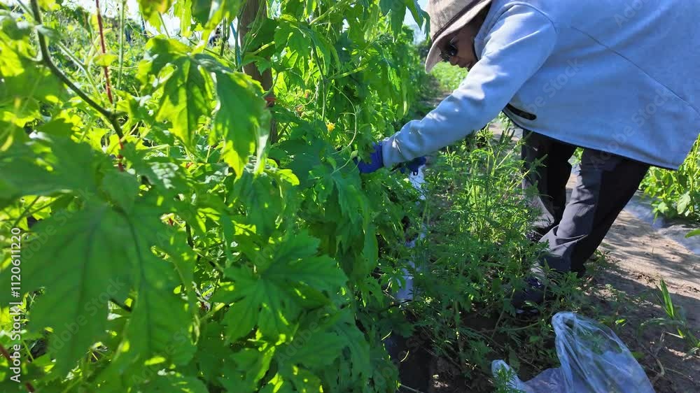 African American woman and urban city farmer gathering fresh vegetables bitter melon at the self serve agricultural plantation farm. Harvests ripe organic veggies. Hands grown green vegetables. African American woman and urban city farmer gathering fresh vegetables bitter melon at the self serve agricultural plantation farm. Harvests ripe organic veggies. Hands grown green vegetables.