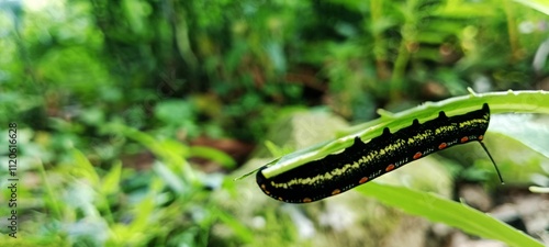  type of horned pest caterpillar Theretra oldenlandiae photo