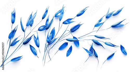 Isolated Blue oat grass on a white background, top view.