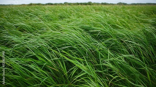 Expansive Green Grass Meadow Stretching Out under a Cloudy Velvety Blue Sky : Generative AI photo