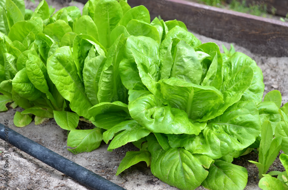 Growing mini-Romaine lettuce in open ground with drip irrigation. Organic gardening concept. Growing mini-Romaine lettuce in open ground with drip irrigation. Organic gardening concept.