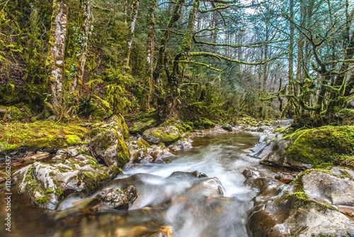 river in the forest