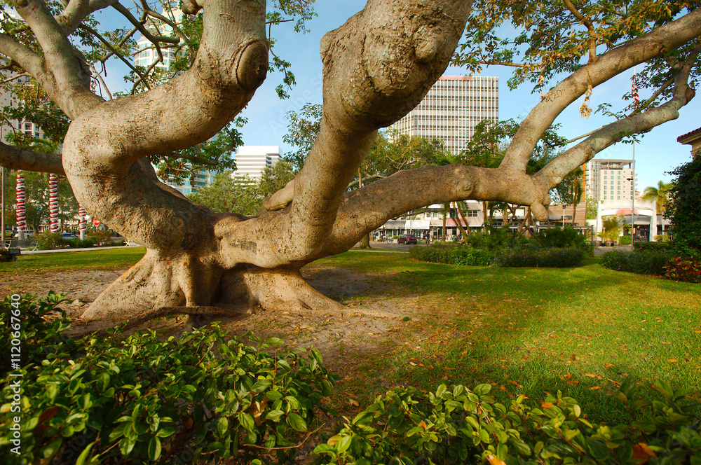Wide View of a large Kapok Tree branches in early morning sun. green palm trees spiral wrapped in red and white Christmas Decorations. Near St. Petersburg Museum of Fine Arts in St. Petersburg, FL. Wide View of a large Kapok Tree branches in early morning sun. green palm trees spiral wrapped in red and white Christmas Decorations. Near St. Petersburg Museum of Fine Arts in St. Petersburg, FL.