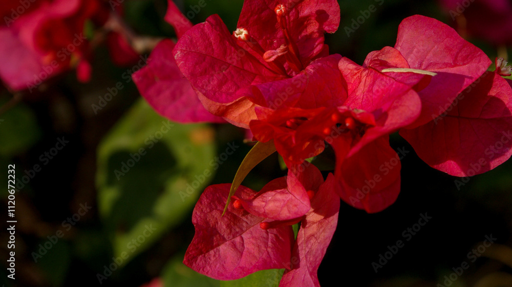 Bougainvillea glabra in the garden Bougainvillea glabra in the garden