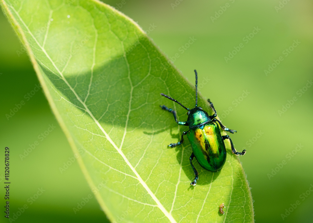A macro image of the dogbane beetle, Chrysochus auratus, on a leaf. Dorsal view showing its shiny, iridescent metallic green, blue, and yellow gold coloration.