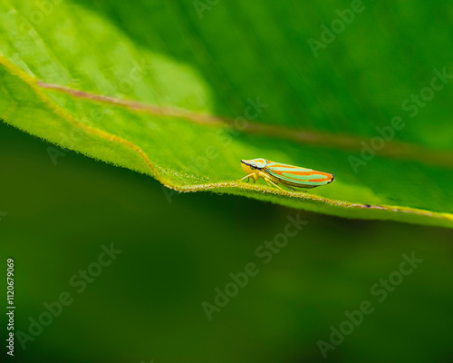 Closeup of a colorful Rhododendron leafhopper, Graphocephala fennahi, on a leaf. Side view showing the orange and green coloration with a black stripe across the face. Native to North America. photo