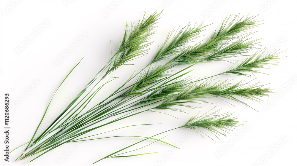 Fototapeta premium Nile grass isolated on a white background, top view.