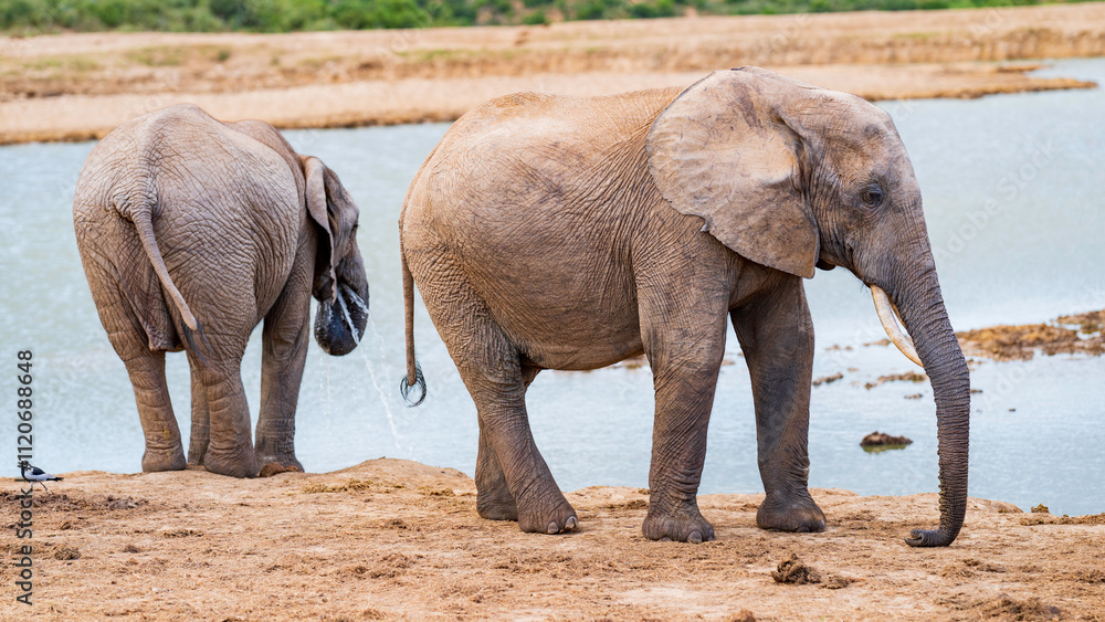 Fototapeta premium Elepants quenching their thirst at Rooidam, Addo Elephant National Park, South Africa
