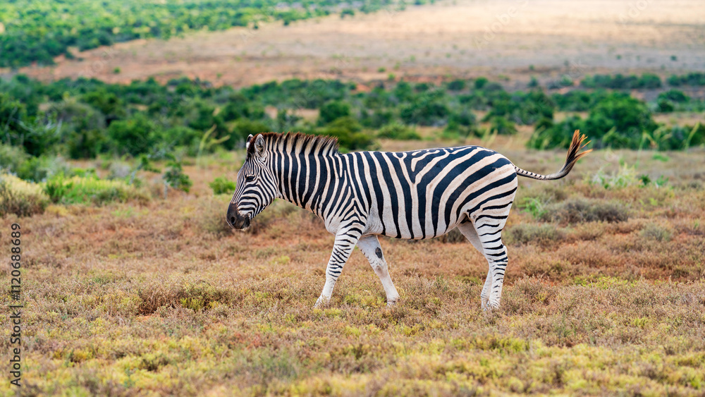 Naklejka premium Closeup of a zebra strolling in the meadow, Addo Elephant National Park, South Africa