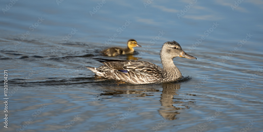 Profile Of Blue-Winged Teal and Duckling Swimming Profile Of Blue-Winged Teal and Duckling Swimming