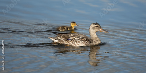 Fotografie Profile Of Blue-Winged Teal and Duckling Swimming