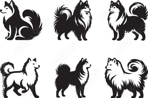 American Eskimo dog silhouette vector illustration, Vector silhouette of a American Eskimo dog