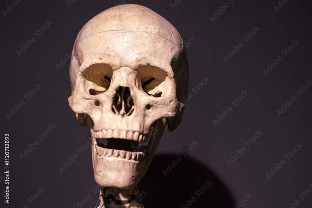 Obraz premium human skull on black