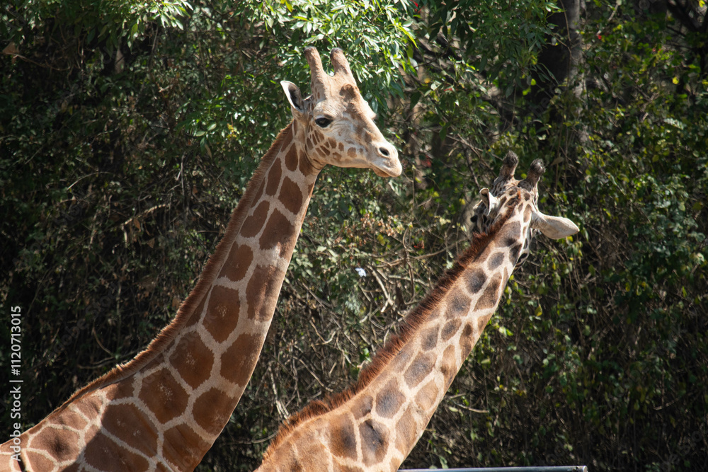 Fototapeta premium Giraffes 