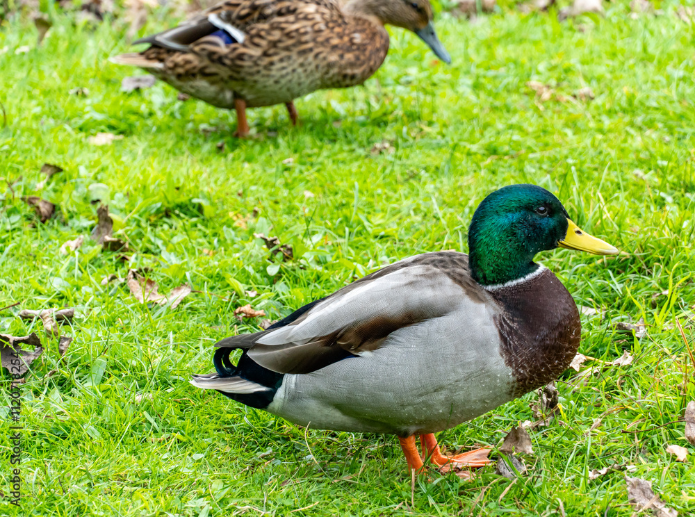 Mallards Mallards
