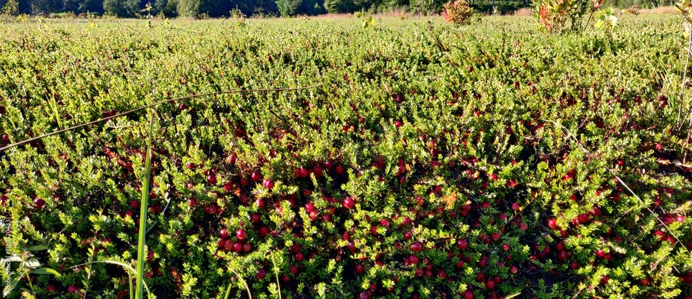 Obraz premium Cranberry plantation field or bog