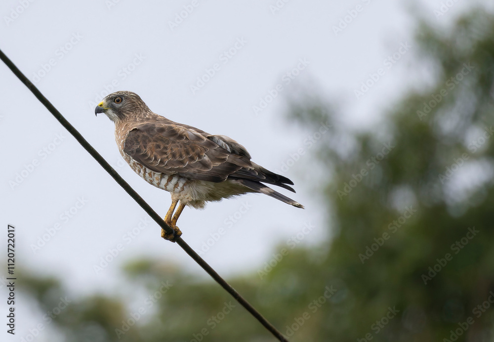 Broad-winged Hawk (Buteo platypterus) Broad-winged Hawk (Buteo platypterus)