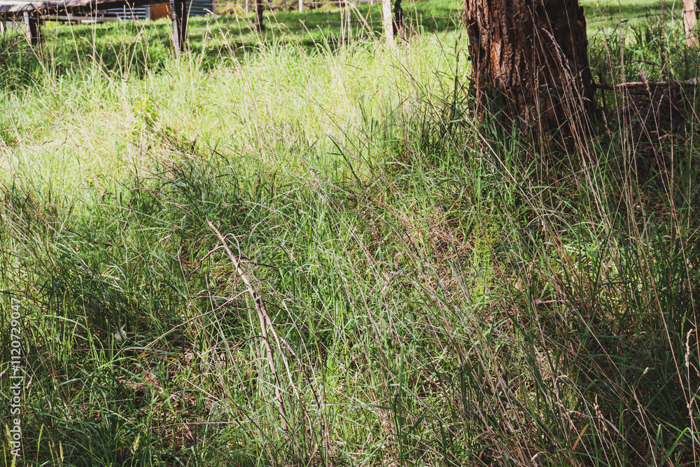 eucalyptus tree trunk in long grass in australian bushland eucalyptus tree trunk in long grass in australian bushland