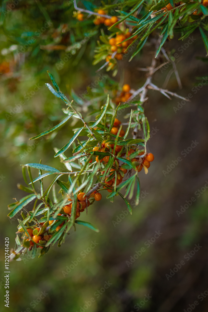 Sea buckthorn berries, a source of vitamins growing on the higher reaches of the Himalayas.
Sea buckthorn berries, a source of vitamins growing on the higher reaches of the Himalayas.