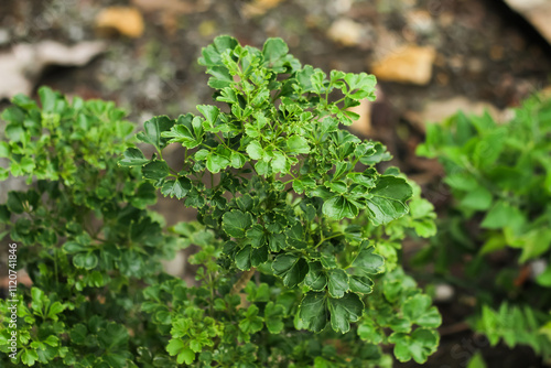 Photo of the Polyscias guilfoylei plant or commonly called Geranium aralia or Coffeetree. photo