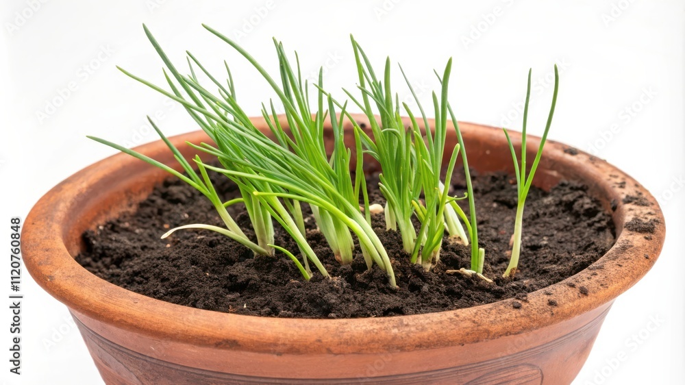 Garlic Chives Sprouting in a Terra Cotta Pot Placed on a Bright Background During the Daytime. Generative AI Garlic Chives Sprouting in a Terra Cotta Pot Placed on a Bright Background During the Daytime. Generative AI