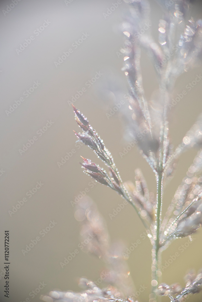 Fototapeta premium frost on grass