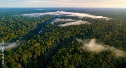 Aerial view of vast, dense tropical rainforest with morning mist and serene landscape