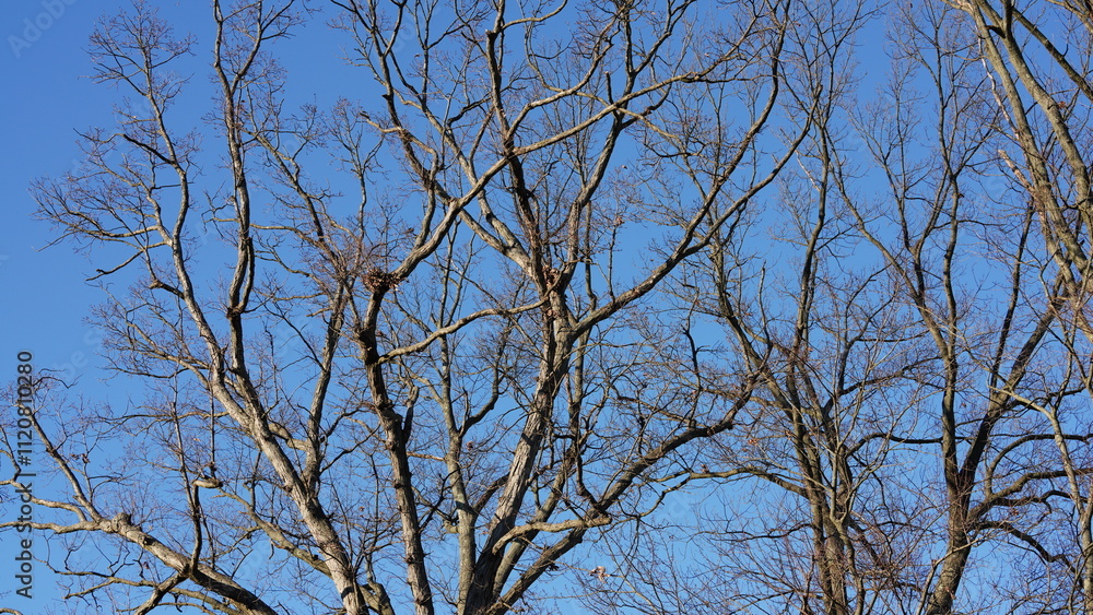 The bare branches trees view with the blue sky as background in winter
The bare branches trees view with the blue sky as background in winter