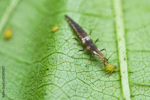 Macro photography of Brown Lacewing Larva on cotton tree leaf, Mahe, Seychelles