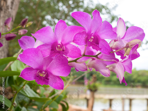 Beautiful pink orchid flower in garden with bokeh blurred background photo