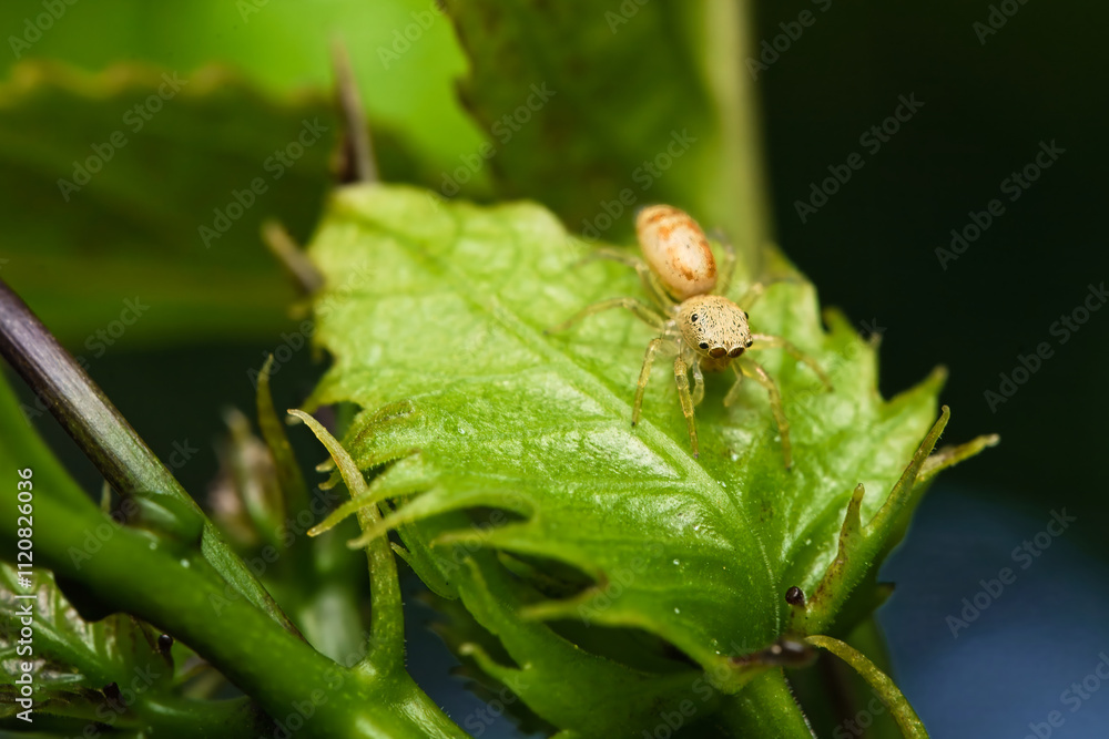 Macro photography of Iridescent jumping spider on passion fruit leaf, Mahe Seychelles