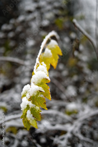 serene scene where autumns yellow-green leaves are delicately dusted with the seasons first snow, blending the warmth of fall with winters chil