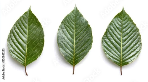 Lush green tree leaves isolated on a white background showcasing natural textures and vibrant summer colors for botanical themes photo