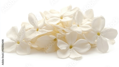 Elegant white flowers of Jasminum sambac showcasing the beauty of Arabian jasmine petals in a tropical setting. photo