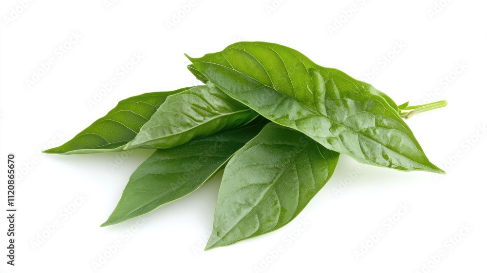 Fresh lemon basil leaves used in Southeast Asian culinary dishes for flavor enhancement and garnishing. Fresh lemon basil leaves used in Southeast Asian culinary dishes for flavor enhancement and garnishing.