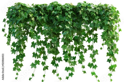 green plant isolated