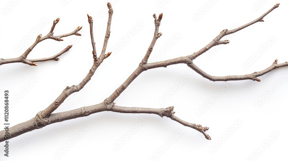 Macro view of dry detached tree branches arranged on a white background showcasing intricate textures and organic shapes in natural design Macro view of dry detached tree branches arranged on a white background showcasing intricate textures and organic shapes in natural design