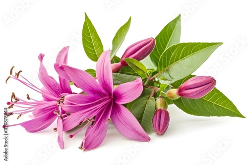 Fuchsia Flower Isolated on White Background.