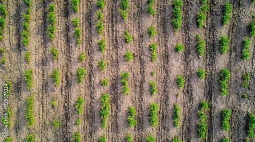 Rural aerial view of a newly created polder in the Netherlands showcasing freshly sown fields and emerging green plants in springtime. photo