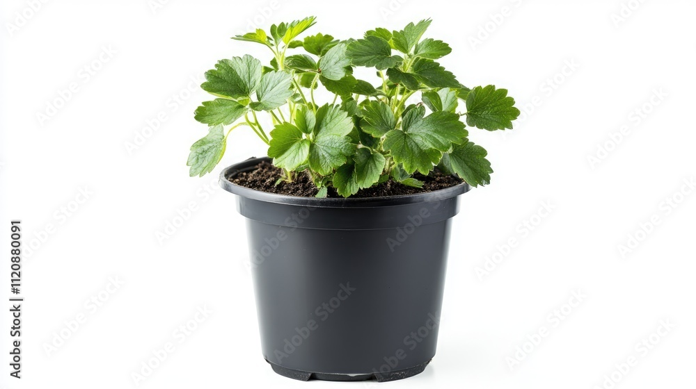 Fototapeta premium Potted strawberry plant on a white background, representing the concept of home gardening and cultivation, ideal for beginners, gardening tips, fresh produce, healthy living.
