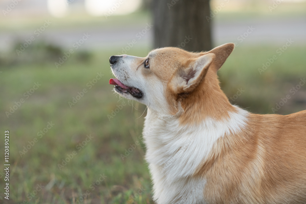 Beautiful purebred corgi on a walk in the summer. Beautiful purebred corgi on a walk in the summer.