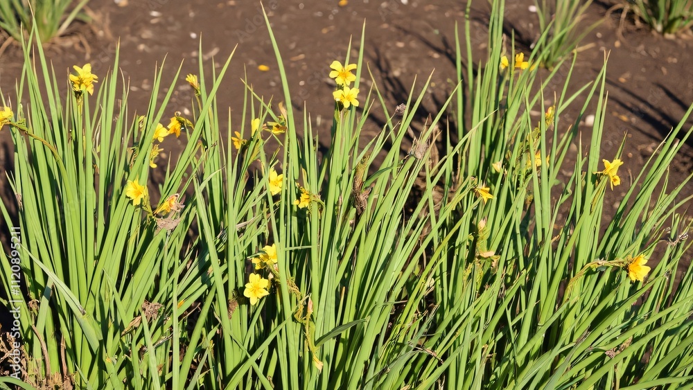 Obraz premium Vibrant Yellow Flowers in Tall Green Grass, Daylight Photography