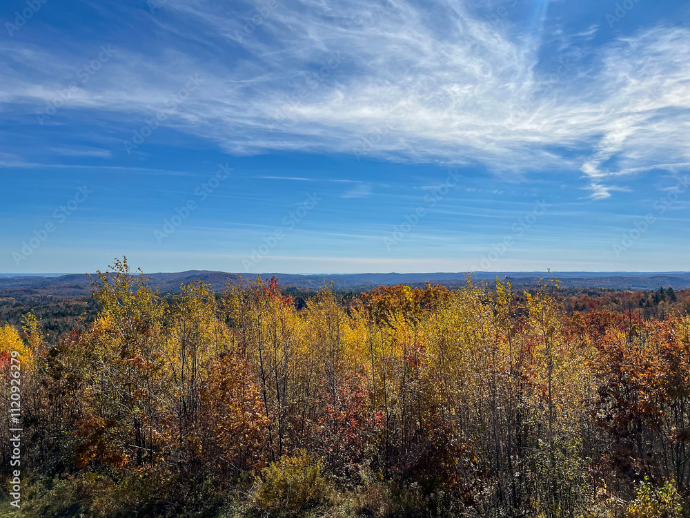 Fototapeta premium tree mountain vermont america fall autumn orange season vibrant