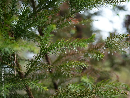 日本の自然風景。春の訪れ。めぶき。自然