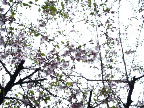 日本の自然風景。春の訪れ。めぶき。自然