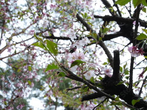 日本の自然風景。春の訪れ。めぶき。自然